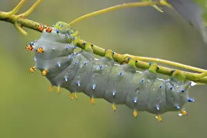 Poikilotherm Prints: Cecropia moth (Hyalophora cecropia) Late instar caterpillar in Manitoba maple tree
