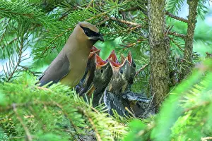 Family Prints: Cedar waxwing (Bombycilla cedrorum), Wanup, Ontario, Canada
