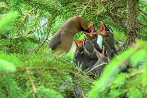 Family Prints: Cedar waxwing (Bombycilla cedrorum), Wanup, Ontario, Canada