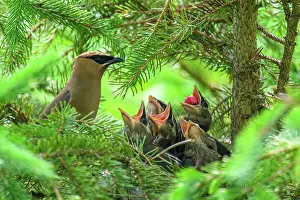 Family Prints: Cedar waxwing (Bombycilla cedrorum), Wanup, Ontario, Canada