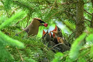 Family Prints: Cedar waxwing (Bombycilla cedrorum), Wanup, Ontario, Canada