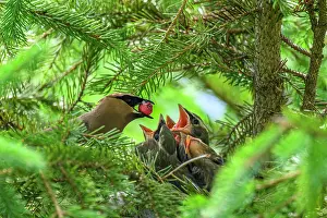 Family Prints: Cedar waxwing (Bombycilla cedrorum), Wanup, Ontario, Canada