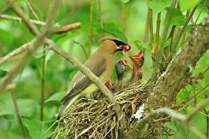 Breeding Prints: Cedar Waxwing (Bombycilla cedrorum) Adult feeding young, Wanup, Ontario, Canada
