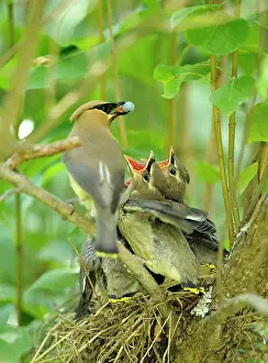 Barn Prints: Cedar Waxwing (Bombycilla cedrorum) Adult feeding young, Wanup, Ontario, Canada