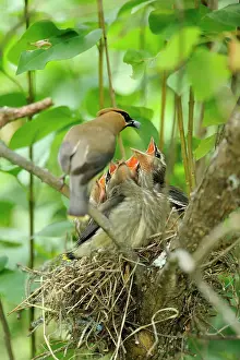Breeding Prints: Cedar Waxwing (Bombycilla cedrorum) Adult feeding young, Wanup, Ontario, Canada