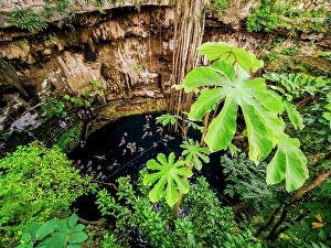 Roots Prints: Cenote Oxman, Valladolid, Yucatan State, Mexico