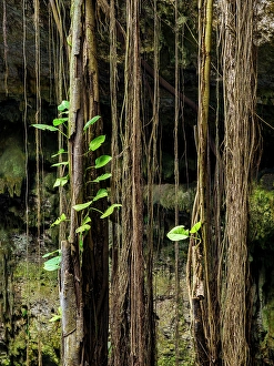 Roots Prints: Cenote Oxman, Valladolid, Yucatan State, Mexico