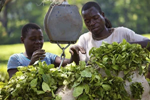 Worker Gallery: Central Africa, Malawi, Blantyre district. Tea plantation