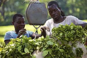 Worker Prints: Central Africa, Malawi, Blantyre district. Tea plantation