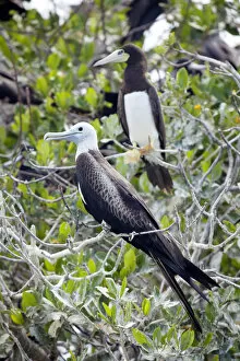 Images Dated 20th August 2013: Central America, Belize, Magnificent Frigatebird (Fregata magnificens) and a Brown