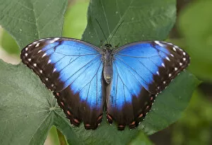 Images Dated 20th August 2013: Central America, Belize, a Peleides Blue, Common, or Emperor Morpho butterfly (Morpho