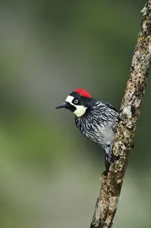San Gerardo De Dota Prints: Central America, Costa Rica, Bird perched on a branch in the jungle