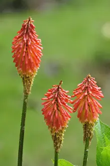 Central America, Costa Rica, Bright flowers in the jungle