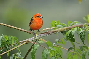 San Gerardo De Dota Prints: Central America, Costa Rica, Brightly coloured bird perched in the rain