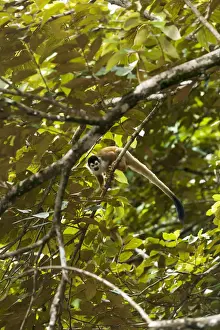 Primate Prints: Central America, Costa Rica, Central American squirrel monkey (Saimiri oerstedii)