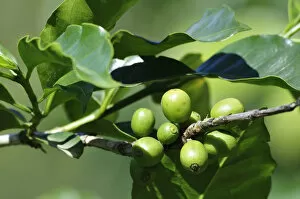 Images Dated 16th November 2012: Central America, Costa Rica, Close up of coffee plant