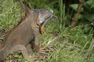 Images Dated 1st May 2015: Central America, Costa Rica, common iguana (Iguana iguana)