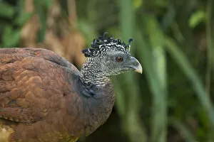 Images Dated 1st May 2015: Central America, Costa Rica, female great curassow (Crax rubra)