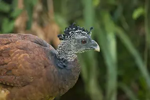Neotropical Prints: Central America, Costa Rica, female great curassow (Crax rubra)