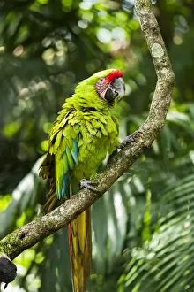 Macaw Prints: Central America, Costa Rica, great green macaw (Ara ambiguus)