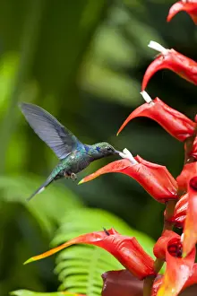 Central America, Costa Rica, Green Violet-ear hummingbird (Colibri thalassinus)