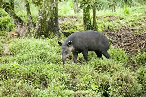 Images Dated 1st May 2015: Central America, Costa Rica, Heredia, Central American or Bairds tapir (Tapirus