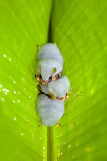 Images Dated 1st February 2016: Central America, Costa Rica, Honduran White Bat (Ectophylla alba) roosting under Heliconia
