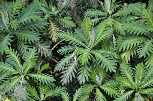 Images Dated 16th November 2012: Central America, Costa Rica, Plants in the jungle