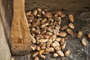 Beans Prints: Central America, Costa Rica, roast cacao (cocoa) beans in chocolate production near