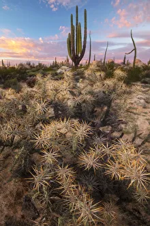 Central America, Mexico, Baja, Baja California, Sur, Catavina, desertscape