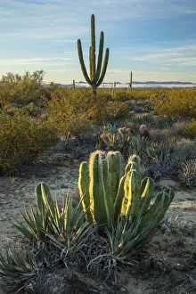 Saguaro Prints: Central America, Mexico, Mexican, Baja, Baja California, desert near Catavina