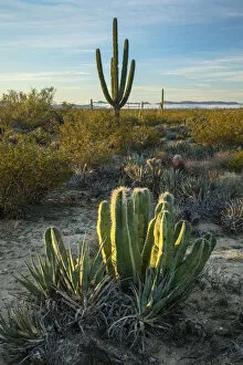 Images Dated 22nd February 2019: Central America, Mexico, Mexican, Baja, Baja California, desert near Catavina