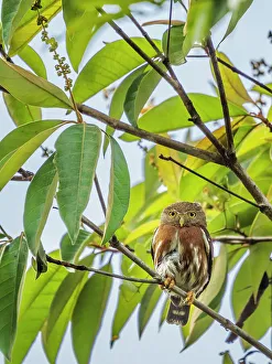 Pura Vida Prints: Central American Pygmy Owl (Glaucidium griseiceps), Boca Tapada, Alajuela, Costa Rica