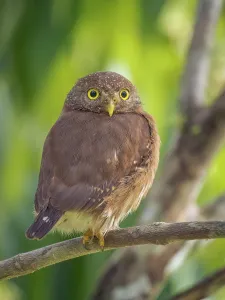 Owls Prints: Central American Pygmy Owl (Glaucidium griseiceps)