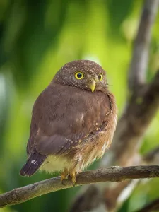 Owls Prints: Central American Pygmy Owl (Glaucidium griseiceps)