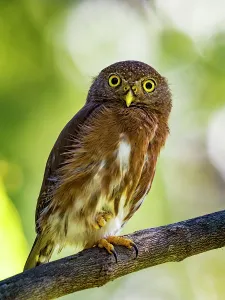 Owls Prints: Central American Pygmy Owl (Glaucidium griseiceps)