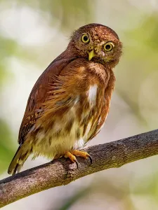 Owls Prints: Central American Pygmy Owl (Glaucidium griseiceps)