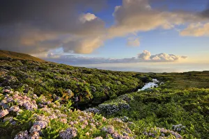Flores Prints: Central plateau with hydrangeas at dusk. Flores, Azores islands, Portugal