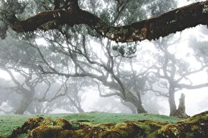 Absence Gallery: Century old bay trees in Laurissilva Forest of Fanal under the foggy sky, Madeira island