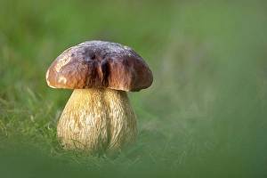 Fungus Prints: Cep or Penny Bun (Boletus edulis)