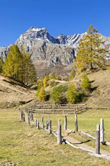 Larix Prints: The Cervandone Peak from Alp Crampilo in autumn season, Alpe Veglia