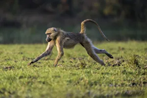 Lower Zambezi National Park Gallery: Chacma baboon on bank of Inkalange Channel, Lower Zambezi National Park, Zambia