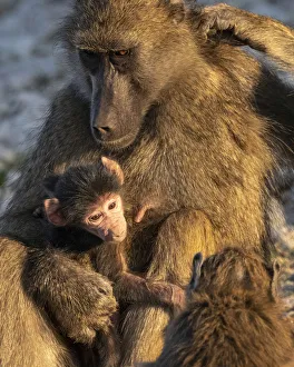 Emotion Prints: Chacma Baboon mother with baby, Chobe River, Chobe National Park, Botswana