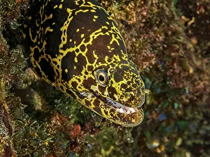 Head Prints: Chain Moray (Echidna catenata), Grand Cayman, Cayman Islands, British West Indies