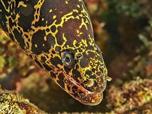Head Prints: Chain Moray (Echidna catenata), Grand Cayman, Cayman Islands, British West Indies