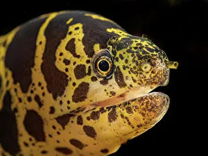 Head Prints: Chain Moray Eel (Echidna catenata), Grand Cayman, Cayman Islands, British West Indies