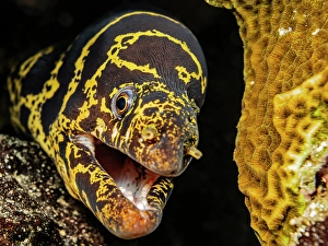 Moray Eels Prints: Chain Moray Eel (Echidna catenata), Grand Cayman, Cayman Islands, British West Indies