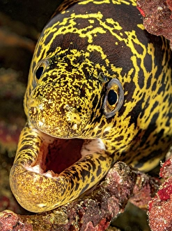 Moray Eels Prints: Chain Moray Eel (Echidna catenata), Grand Cayman, Cayman Islands, British West Indies