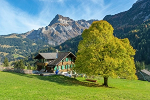 Chalet Prints: Chalet and tree in front of Spitzhorn, Gsteig bei Gstaad, Berner Oberland, Switzerland