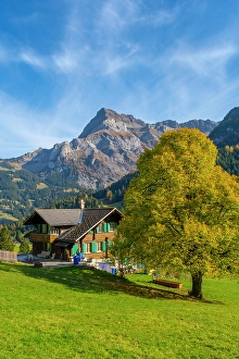 Chalet Prints: Chalet and tree in front of Spitzhorn, Gsteig bei Gstaad, Berner Oberland, Switzerland